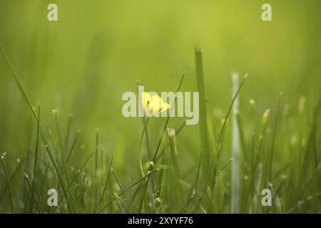 Allein gelbe Butterblume, umgeben von einem Feld aus hohem, leuchtend grünem Gras, der einen starken Kontrast zur üppigen Umgebung bildet Stockfoto