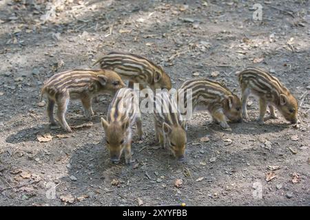 Sechs junge Wildschweine sind auf der Suche nach Nahrung auf dem Boden Stockfoto