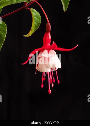 Nahaufnahme einer einzelnen rot-weißen Blume von Fuchsia „Schneekappe“ auf schwarzem Hintergrund Stockfoto