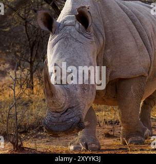 Rhino im Waterberg Plateau Park, Namibia Stockfoto