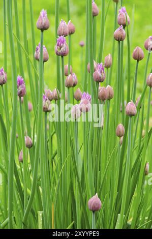 Schnittlauch, Schnittlauch 02 Stockfoto