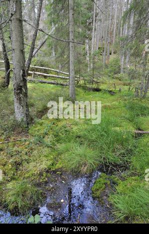 Soederasens Nationalpark in Skane, Schweden im Herbst Stockfoto