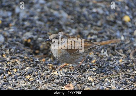 Dunnock (Prunella modularis), Sachsen, Oberlausitz Deutschland, Dunnock in Sachsen Stockfoto