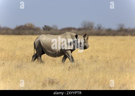 Schwarzes Nashorn im Etosha-Nationalpark in Namibia Stockfoto