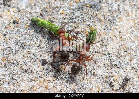 Formica Sanguinea Ameisen (blutrote Sklavenherde Ameise) schleppen eine raupe über sandige Heideflächen in Surrey, England, Großbritannien. Verhalten bei der Nahrungssuche Stockfoto