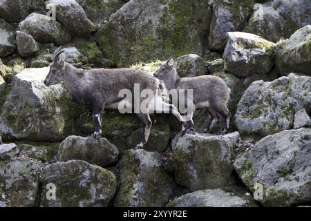 Steinhörner Stockfoto