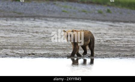 Grizzlybär am Ufer des Douglas River im Katmai National Park in Alaska Stockfoto