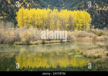 Gruppe von Wiesen im Pineta-Reservoir, Populus Alba, Pineta-Tal, Ordesa und Monte Perdido-Nationalpark, Provinz Huesca, Autonome Gemeinschaft Stockfoto