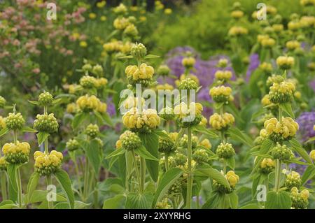 Russel-Brandkraut, Phlomis russeliana, Jerusalem Salbei, Phlomis russeliana eine violette Wildblume Stockfoto