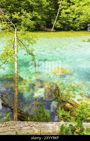 Pristine, türkisfarbene Wasser der kristallklaren Azusa River fließt durch unbehelligt Wald im Japanischen Alpen Stadt Kamikochi, Nagano, Japan. Vertikale Stockfoto