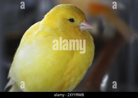 Kanarischen (Serinus Canaria Forma Domestica) Stockfoto