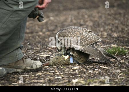 Saker Falke mit Falkner bei einer Jagdvorführung Stockfoto