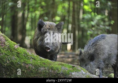 Wildschweine, wenn sie nach Nahrung suchen. Wildschweine (Sus scrofa) Wildschweine auf der Suche nach Nahrung Stockfoto