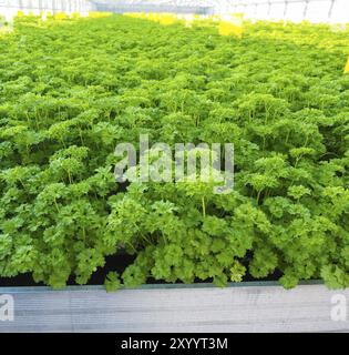 Curly Petersilie, in der Nähe in einem Feld, in Metall Form in einem Gewächshaus Stockfoto