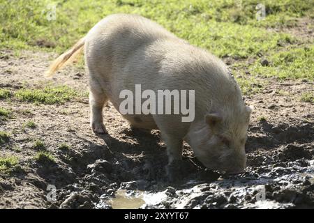 Mini-Schwein, das ein Schlammbad hat Stockfoto