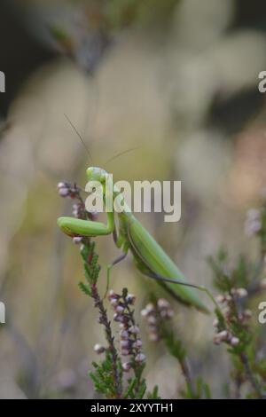 Europäische Mantis, die auf Beute wartet. Betende Mantis in der Oberlausitz, die auf Beute wartet Stockfoto