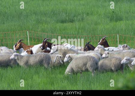 White Polled Heath und Boer Ziege im Biosphärenreservat Stockfoto