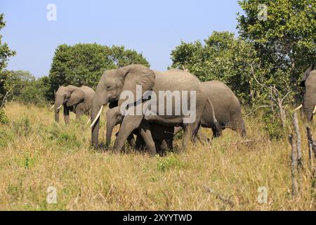 Elefantenherde Stockfoto