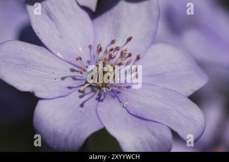 Leberkraut, einzelne Blüte Stockfoto