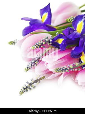 Schöne dunkel-lila Iris Blume, Tulpen und Muscari isoliert auf weißem Hintergrund Stockfoto