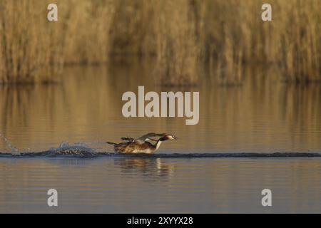 Großer Schurkenkelvogel, Podiceps-Kalbsbändchen, großer Schurkvogel Stockfoto