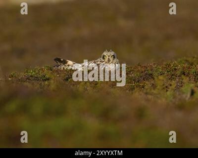 Kurzohrige (Asio flammeus), die auf dem Boden ruht, in der Tundra May, Varanger National Park, Varanger Fjord, Norwegen, Europa Stockfoto