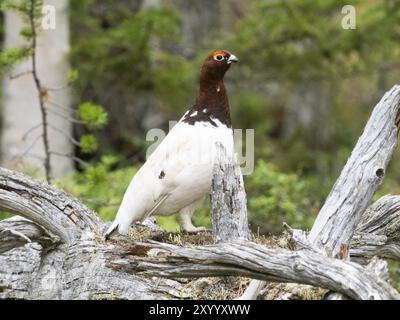 Weidenptarmigan (Lagopus lagopus) männlich, im Sommergefieder, auf einem toten Baumstamm, in einem Wald, Mai, Finnisch-Lappland Stockfoto