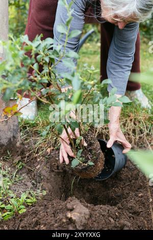 Gärtner, der einen jungen Heidelbeerstrauch (Vaccinium corymbosum) pflanzt Stockfoto