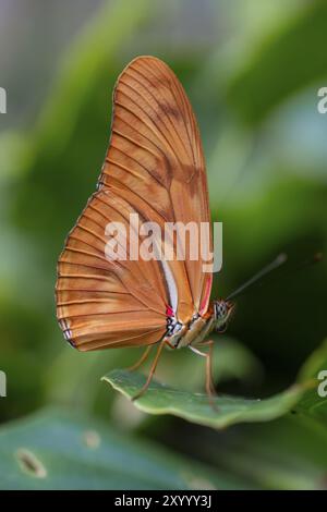 Fackel-Schmetterling (Dryas iulia moderata), orangefarbener Schmetterling, der auf einem Blatt sitzt, Provinz Alajuela, Costa Rica, Mittelamerika Stockfoto