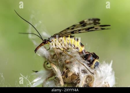 Spinne sitzt auf einer Blume und isst eine gewöhnliche Skorpionfliege Stockfoto