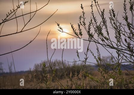 Baum in rosa rot orange Sonne Licht Einstellung. Romantische Stimmung. Ruhe und Einsamkeit in der Natur. Naturfoto Stockfoto