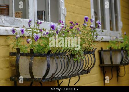 Fenster mit lila Blumen in Blumentöpfen vor einer gelben Hauswand, svaneke, bornholm, ostsee, dänemark, skandinavien Stockfoto