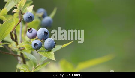 Reifung von Blaubeeren in einem Gebüsch im Freien bei Sommersonne aus nächster Nähe. Bannergröße mit Kopierbereich Stockfoto
