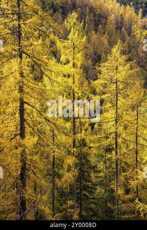 Gelbe Lärchen an den Hängen des Dachsteingebirges. Herbst. Salzkammergut, Oberösterreich, Österreich, Europa Stockfoto