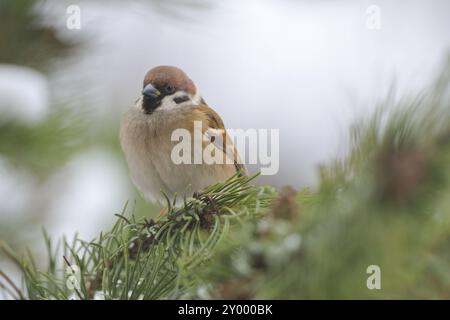 Baumsperling im Winter, Baumsperling im Winter Stockfoto