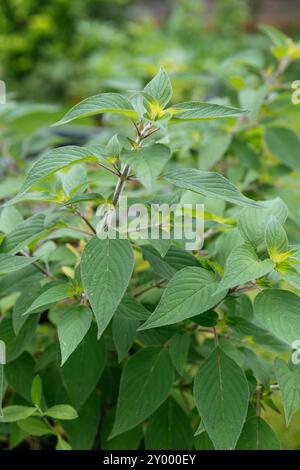 Ananassalbei (Salvia elegans) im Garten Stockfoto