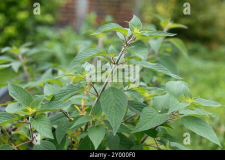 Ananassalbei (Salvia elegans) im Garten Stockfoto