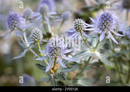 Kleines Manstroh (Eryngium planum) im Garten Stockfoto