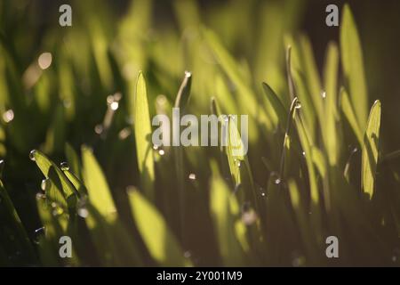 Grashalme gegen das Licht Stockfoto