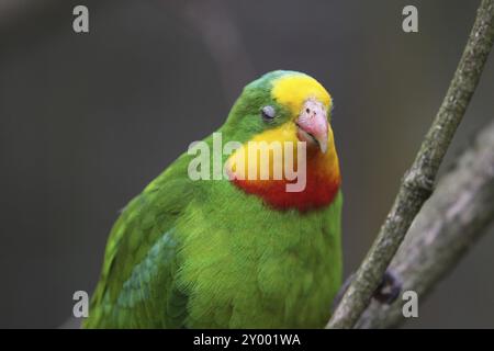 Abgeschirmter Sittich Stockfoto