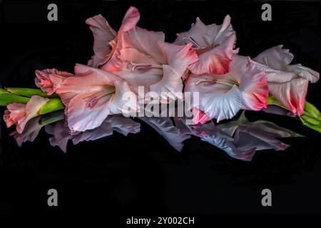 Wunderschöner Low Key Close Up Peach Gladioli mit Einer fabelhaften Reflexion Stockfoto