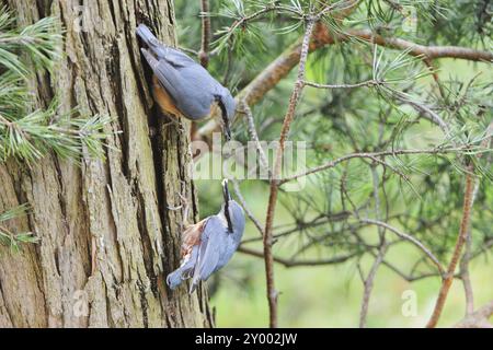 Nuthatch, Sitta Europa, Nuthatch, Europa, Mitteleuropa Stockfoto