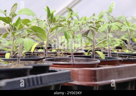 Tomatenpflanze im Glashaus, Tomatenpflanze im Glashaus Stockfoto