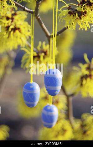 Osterstrauch Hamamelis, Hamamelisstrauch in osterzeit 07 Stockfoto