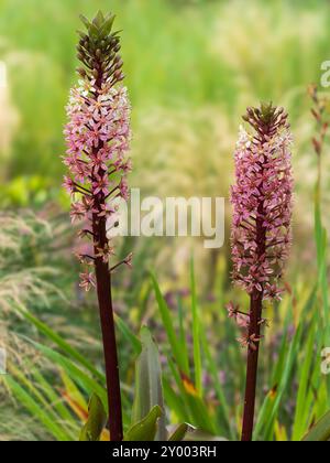 Rötliche Spätsommerblüten der harten Ananaslilienzwiebeln Eucomis comosa „Sparkling Burgund“ Stockfoto