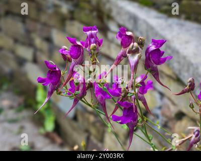 Violette Blüten des Sommers bis Herbst blühend Hardy mehrjährige drei Vögel toadflax, Linaria triornithophora Stockfoto