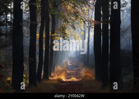 Weg mit Sonnenstrahlen im nebeligen Herbstbuchenwald Stockfoto