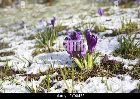 Violette Krokusblüten auf der Sau-Wiese am Frühlingstag Stockfoto