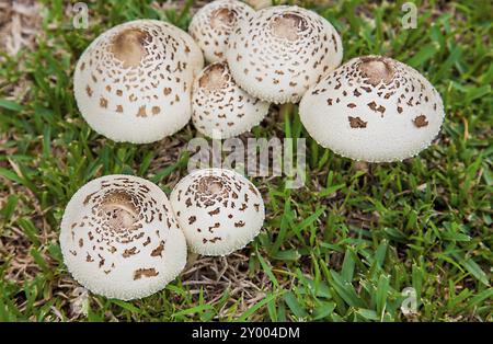 Pilze in neuen Soth Wales Australien Regenschirm Pilze Stockfoto