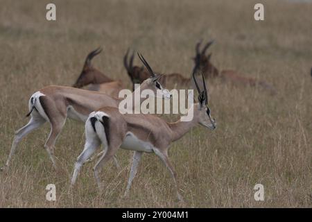 Grant Gazellen im hohen Gras der Masai Mara Stockfoto